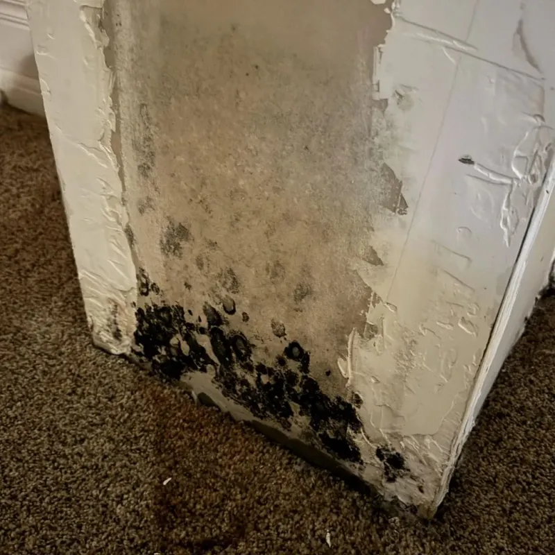 Professional Mold Removal in Inglis, FL